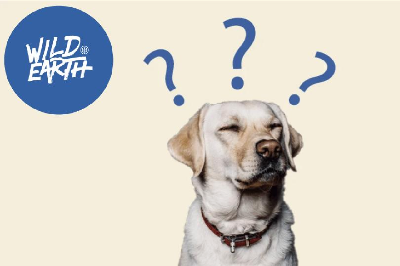 “Kennel Cough” or Tracheobronchitis and Coronavirus in Dogs