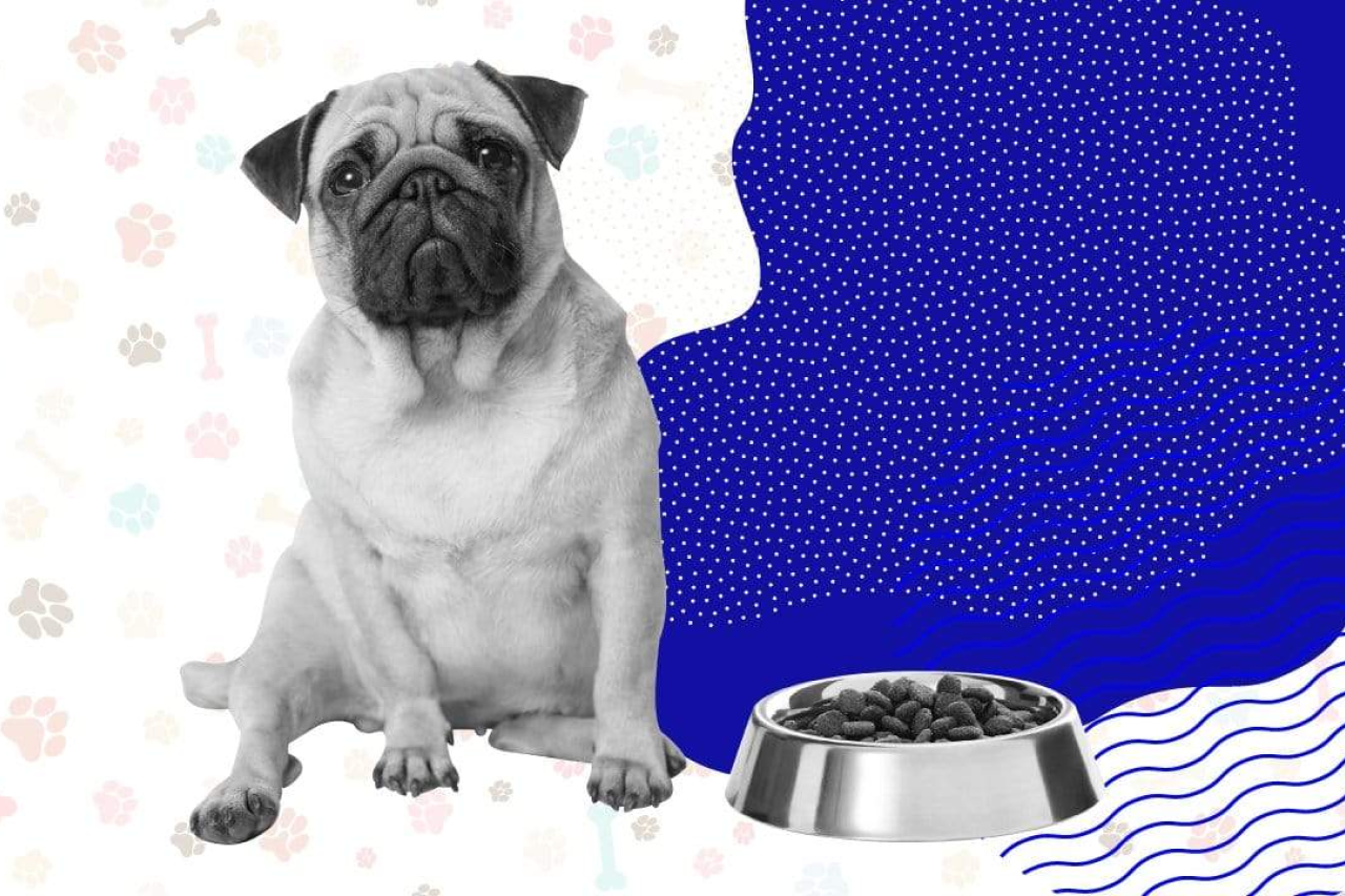 Things You Should Consider When Buying Dog Food