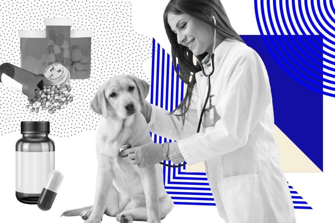 The State Of Dog Food Today - Pet Health