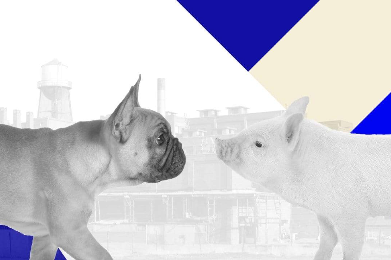 The State Of Dog Food Today - Factory Farming