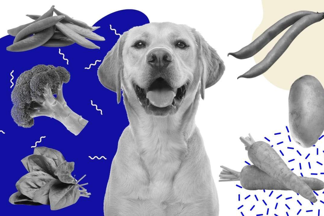 Yes, You Can Feed Your Dog A Meat-Free Diet
