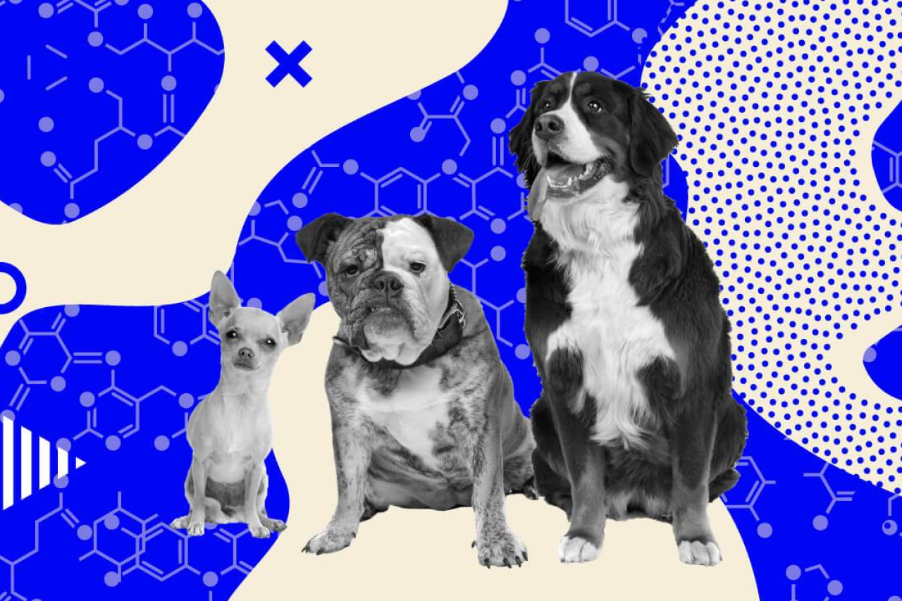 Protein: The Cornerstone of Your Dog's Diet