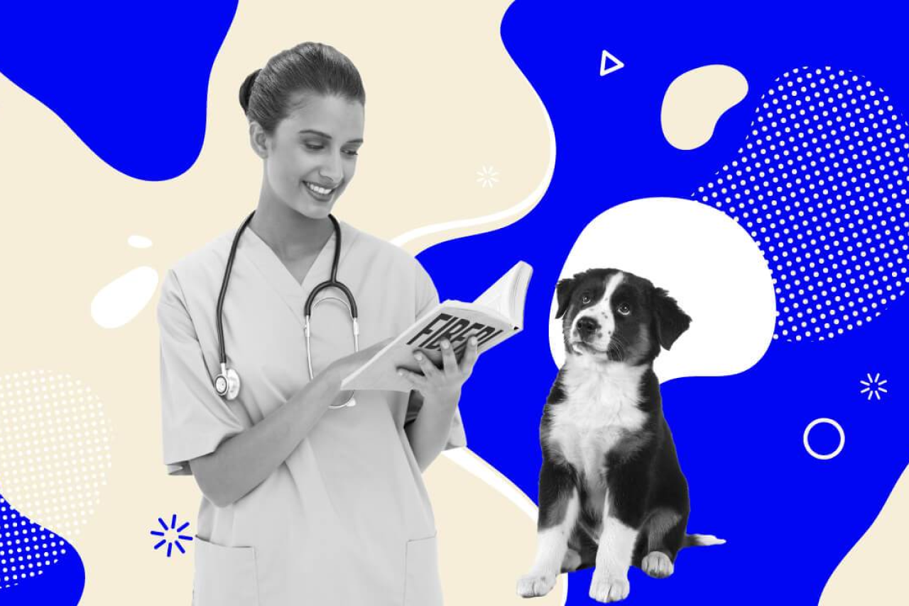 Fibers: The Unsung Heroes in Your Dog's Diet