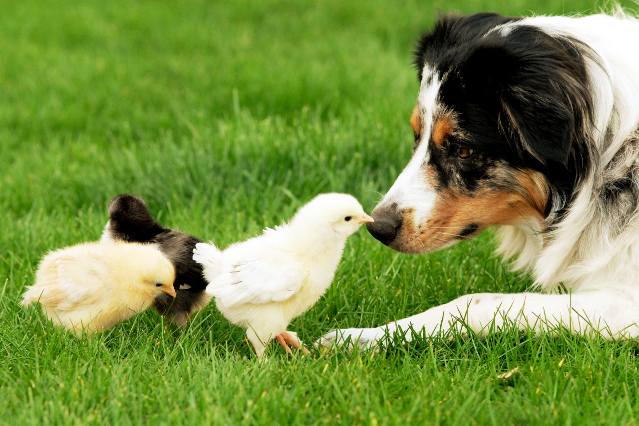 The Truth About Meat & Dairy Allergies For Dogs