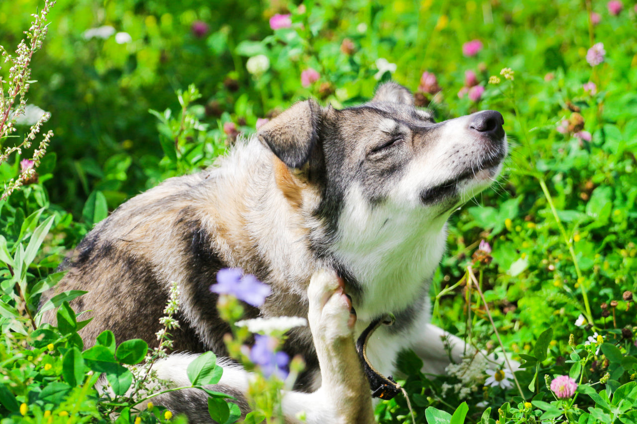 Dog Food Allergies: Symptoms, Causes & Treatment