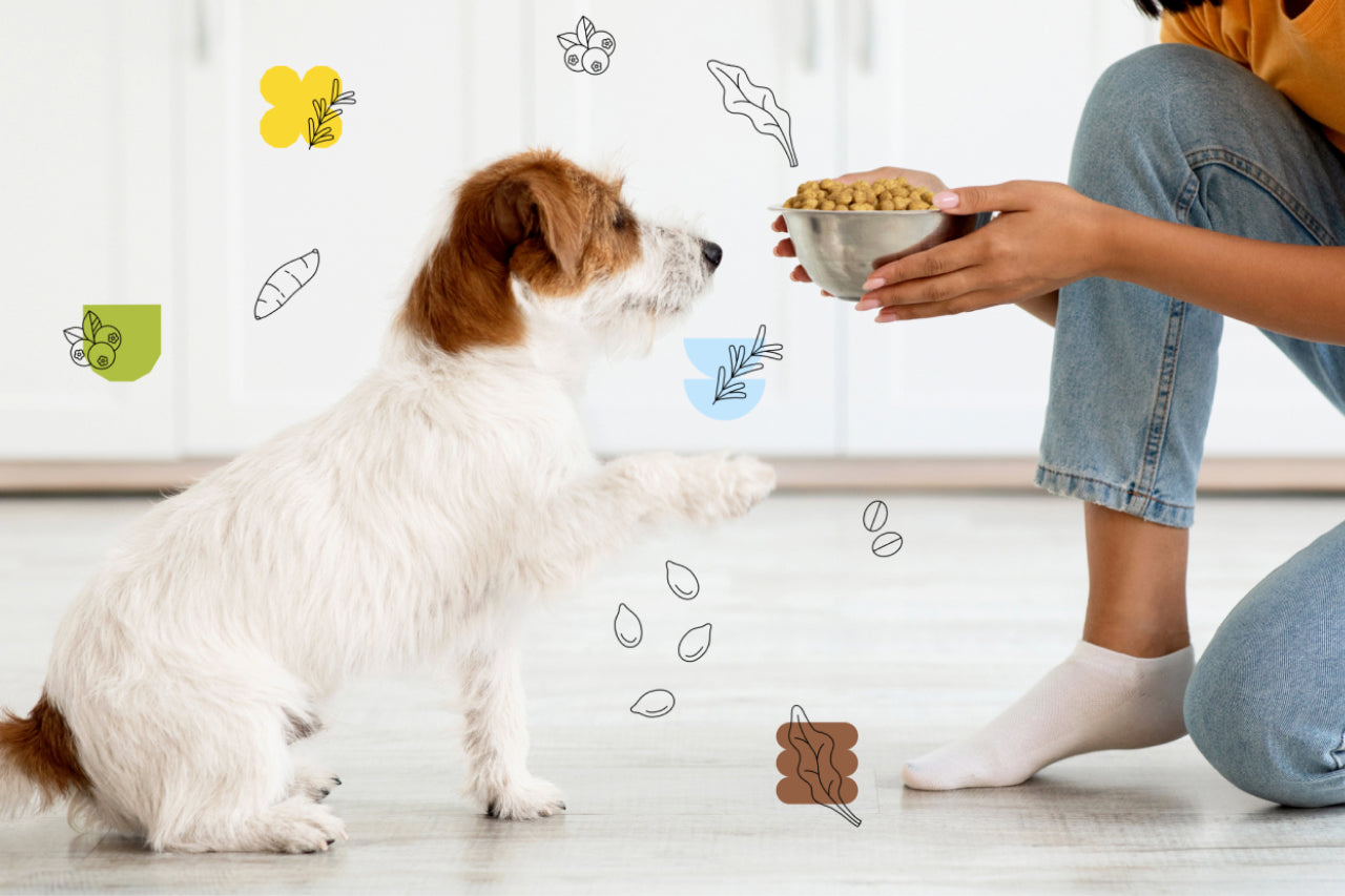 Are Dogs Carnivores? An In-Depth Look at the Science