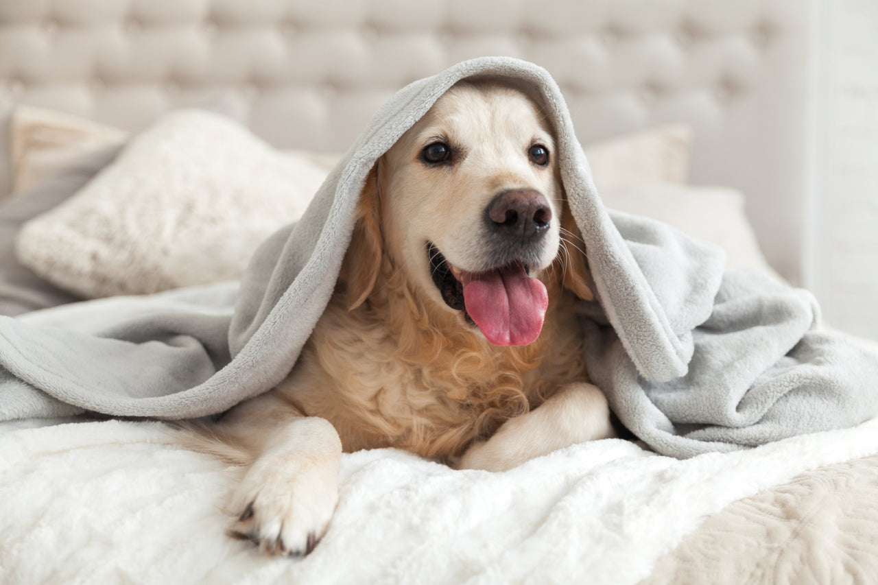 Anxiety in Dogs: Causes, Symptoms, and How to Help
