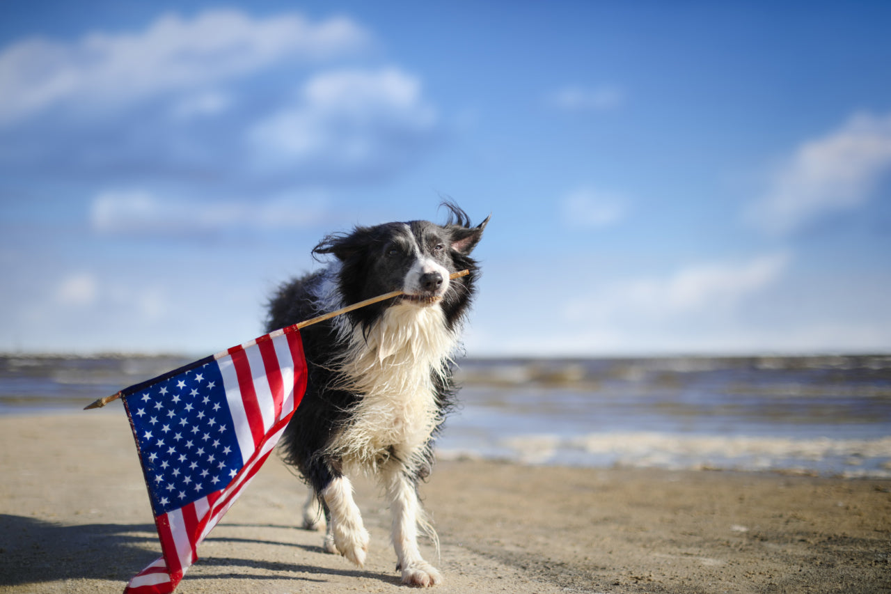 Paws That Heal: The Bond Between Veterans and Dogs