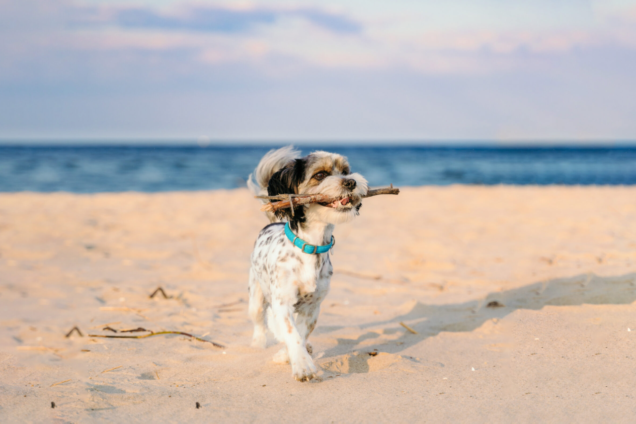 Summer Safety Tips for your Pet