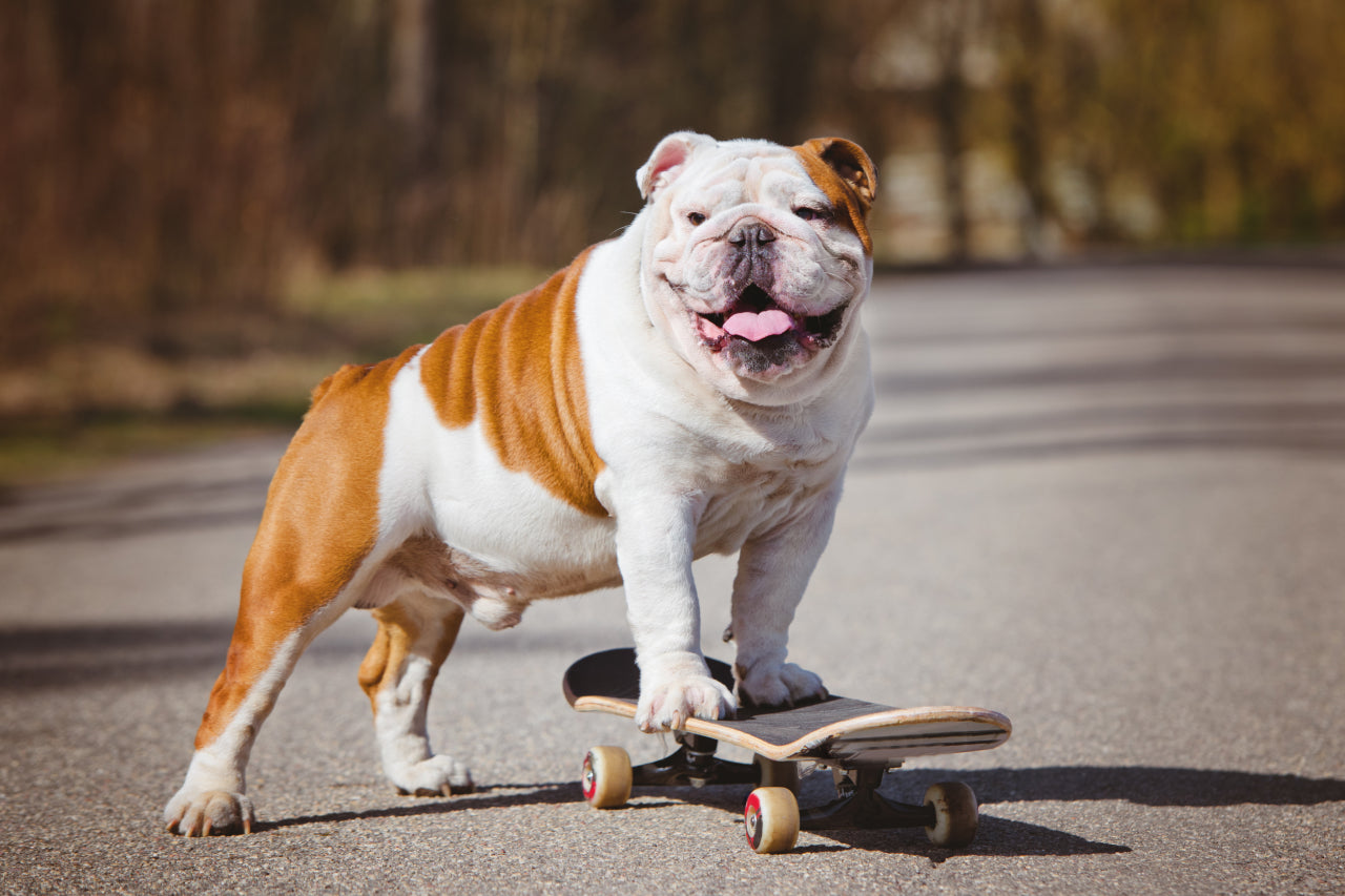 A Complete Guide to English Bulldog Skin Issues (and Fixes!)