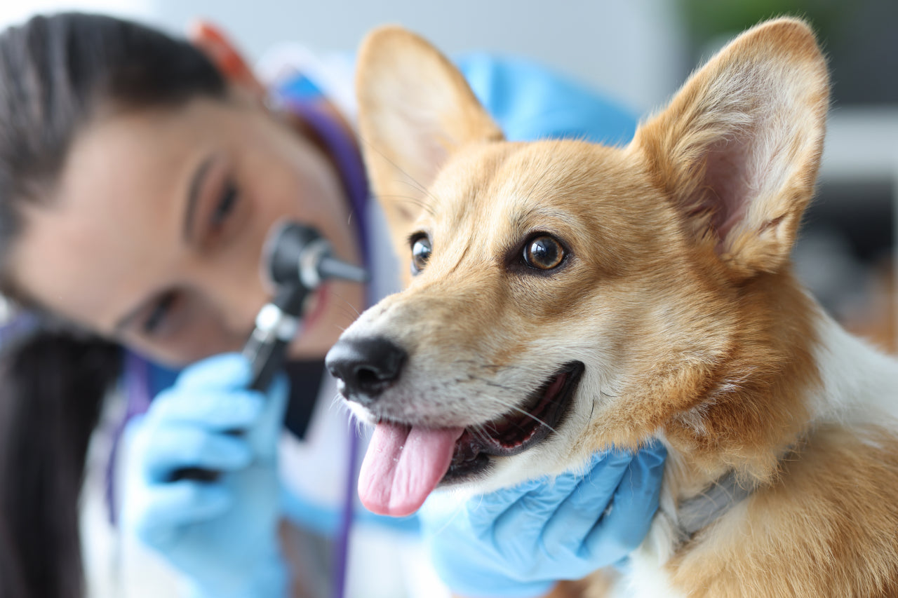 Cost and Value of Wild Earth Dog Food