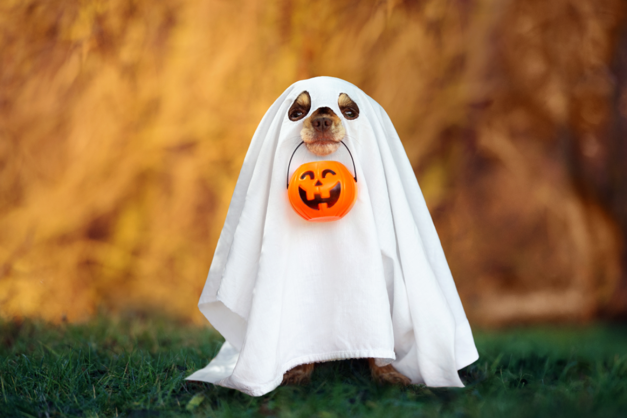 Best Dog Halloween Costume Ideas