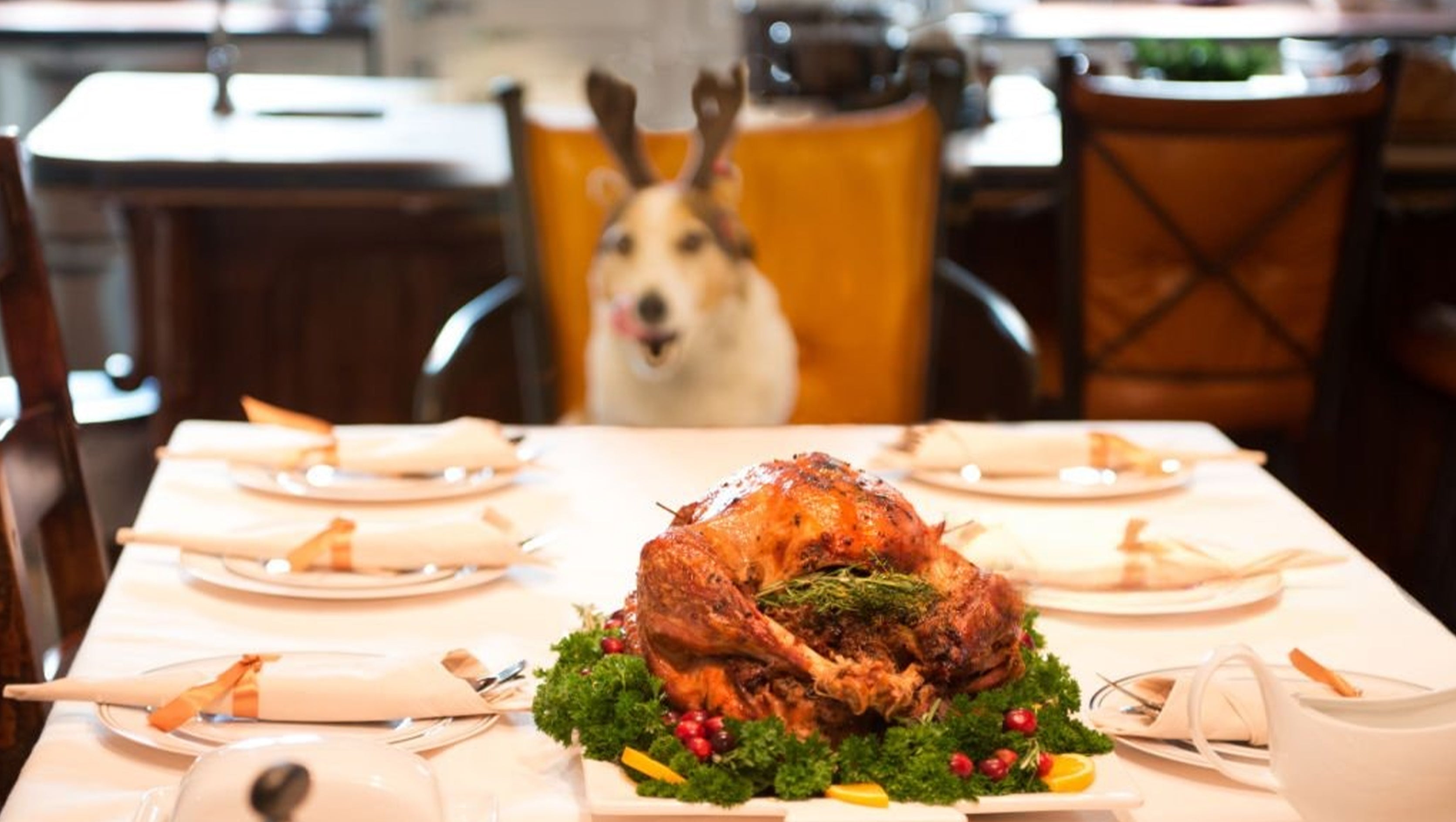 Can Dogs Eat Christmas Turkey? Holiday Food Safety Tips for Pets