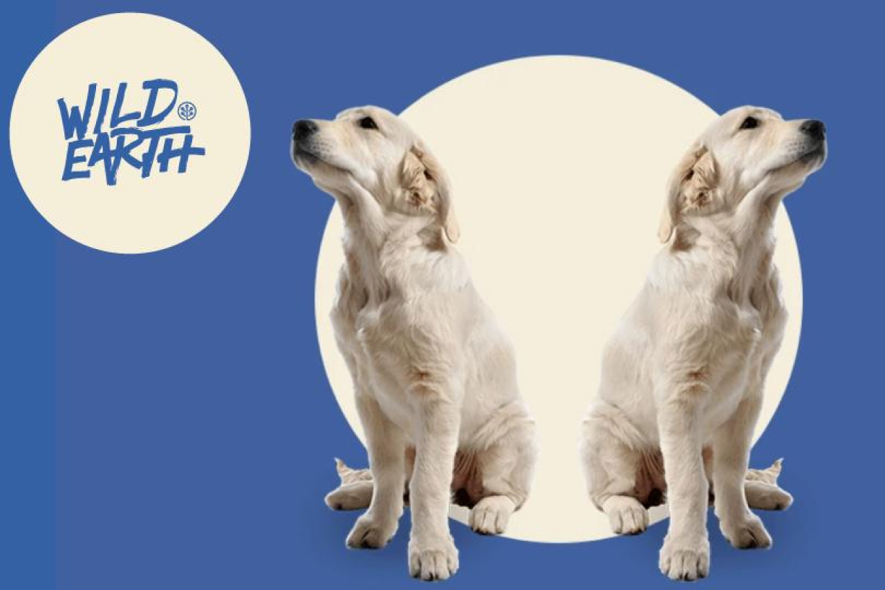 Canine Separation Anxiety: What happens when we go back to work?