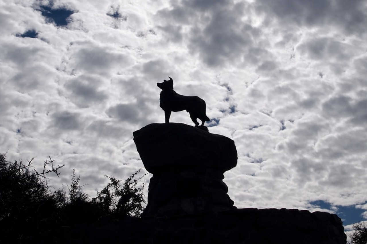 Bramble store border collie