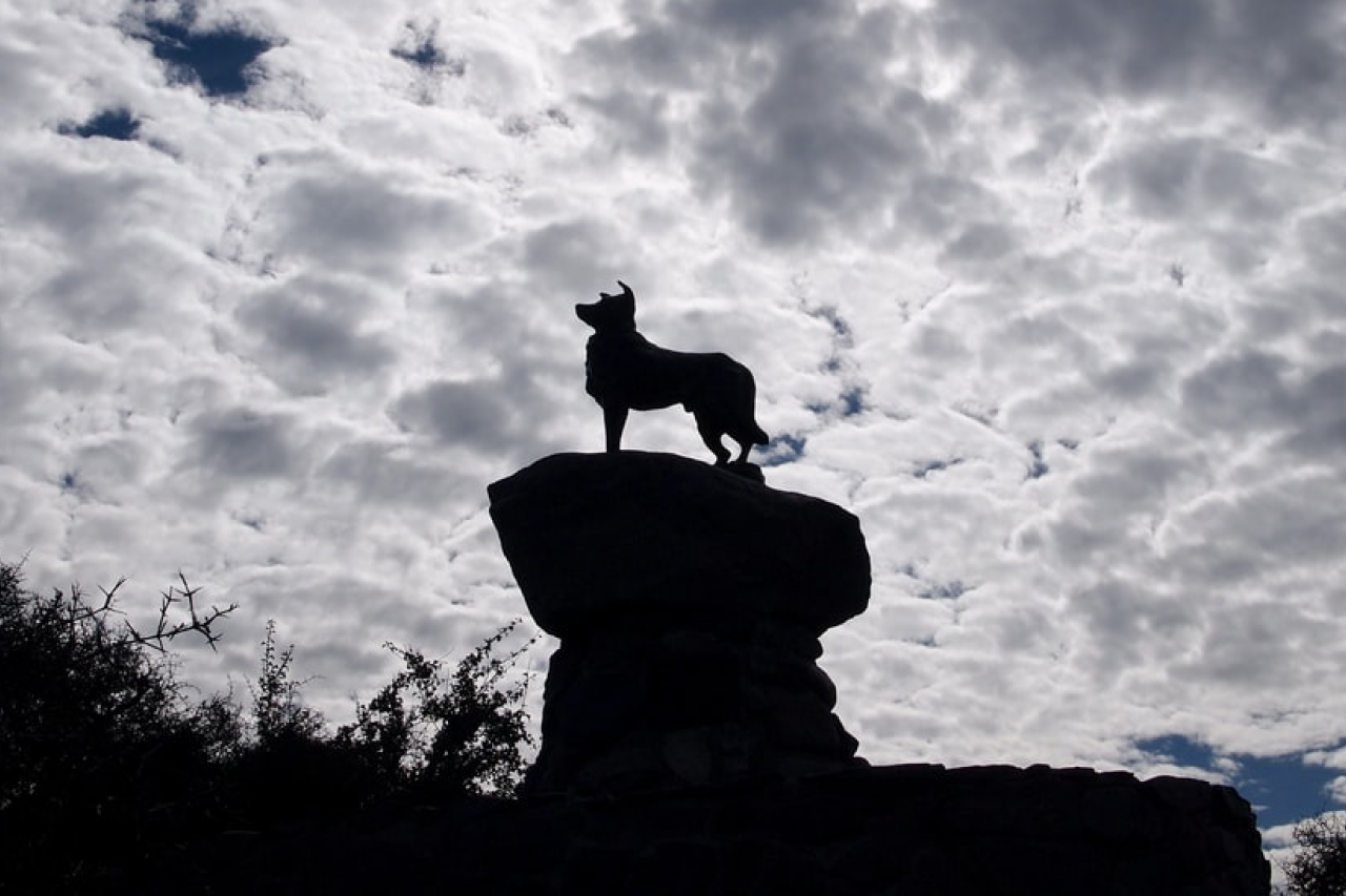 Bramble The Vegan Border Collie Who Lived To The Age of 175
