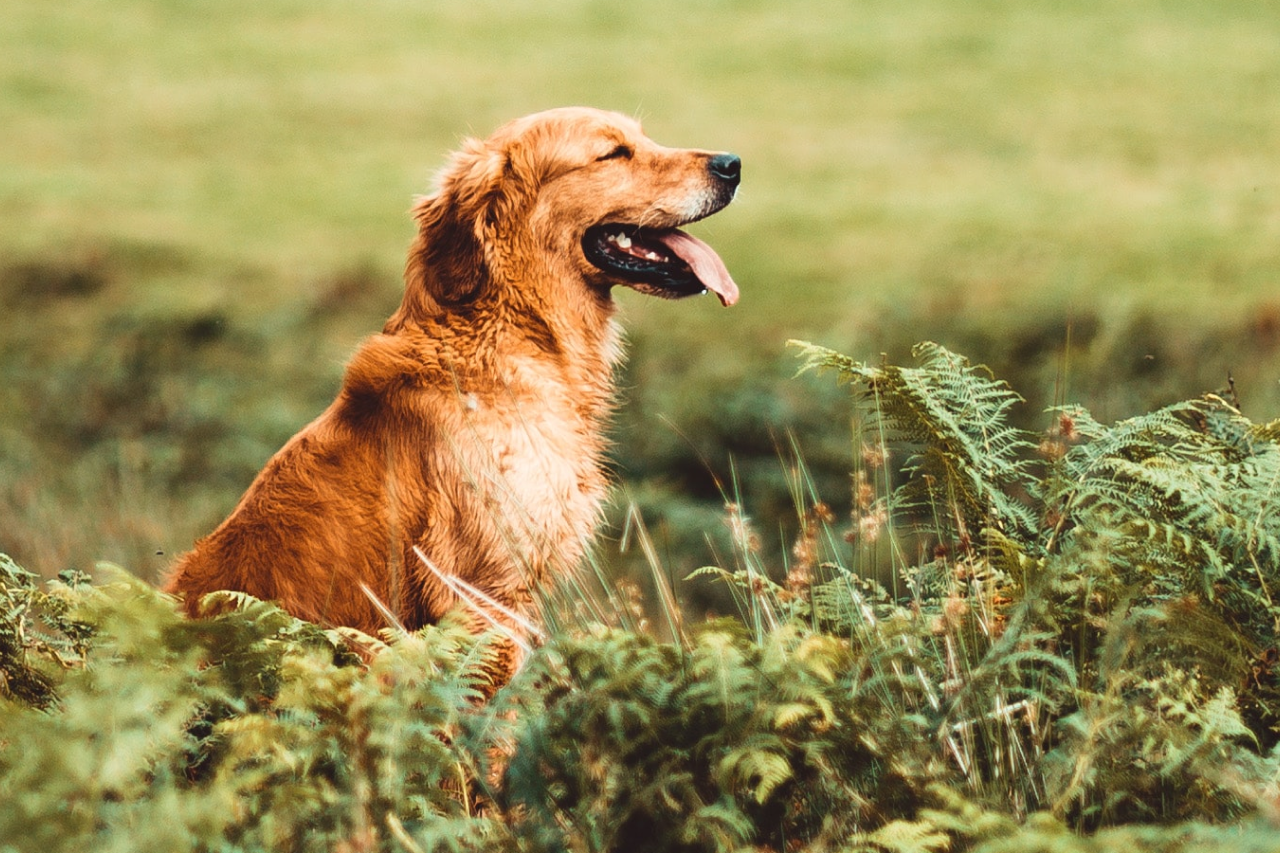 National Dog Day: The Evolution of Dogs