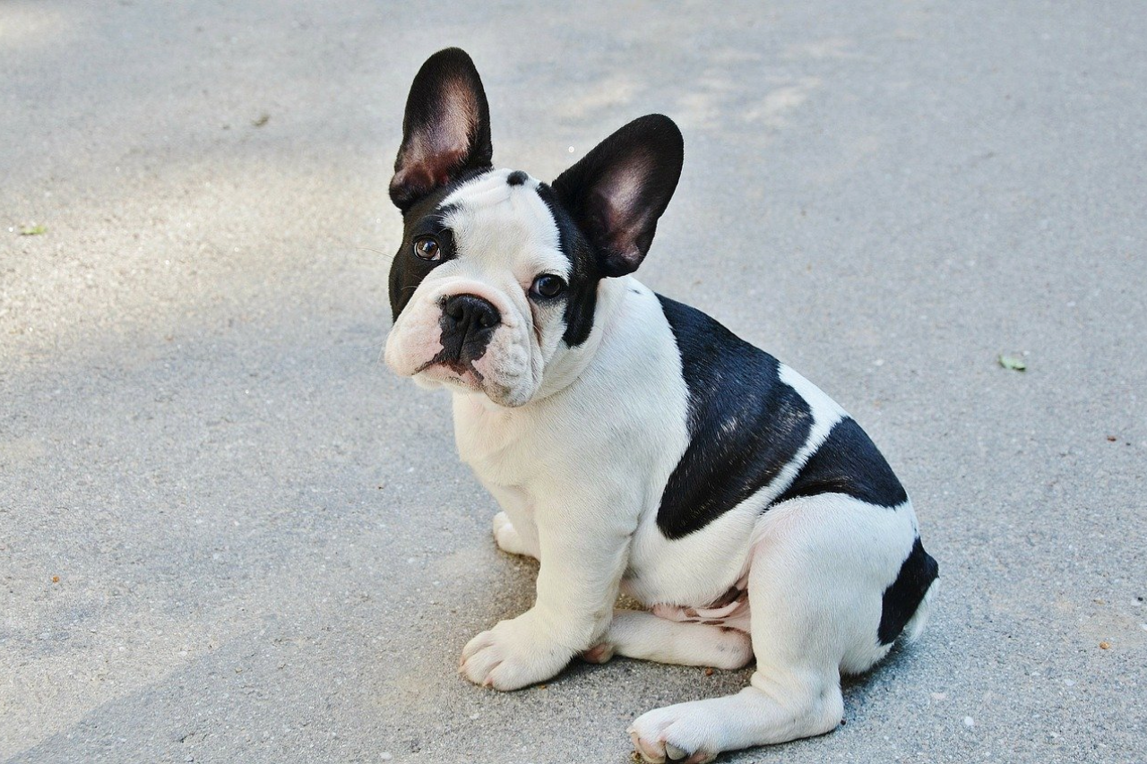 Is a french bulldog a 2025 small breed