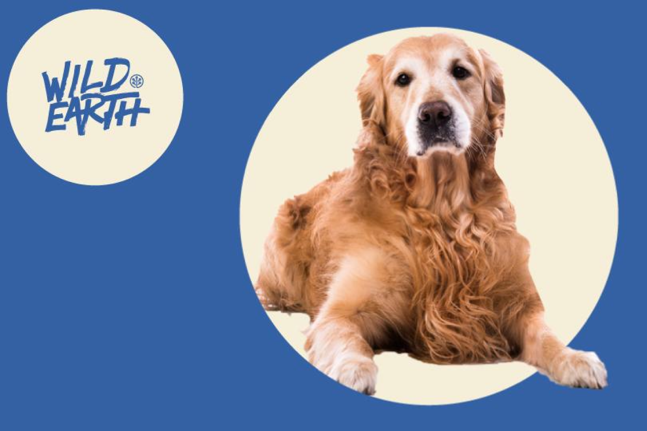 Blue earth pet food online