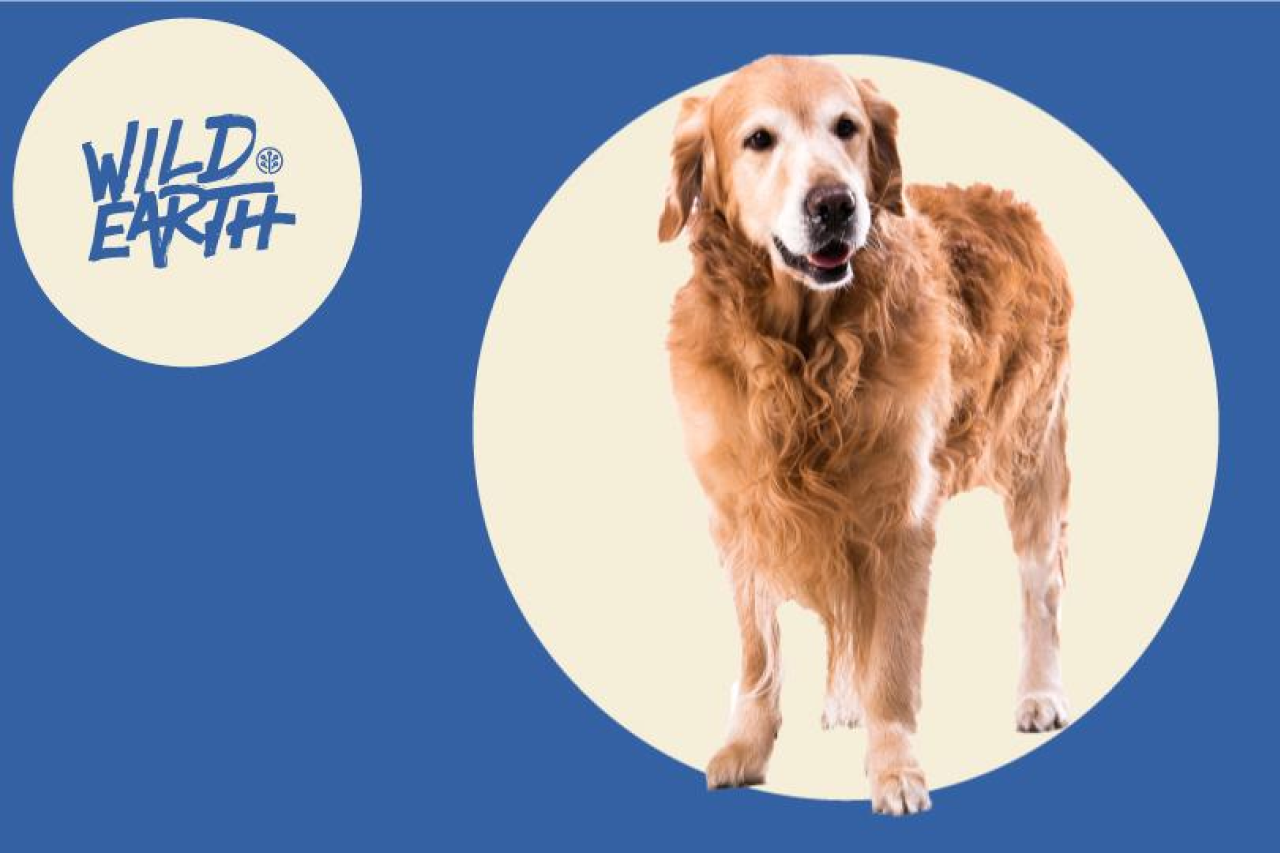 The Vet's Corner: How to Tell if Your Pet Needs to Lose Weight