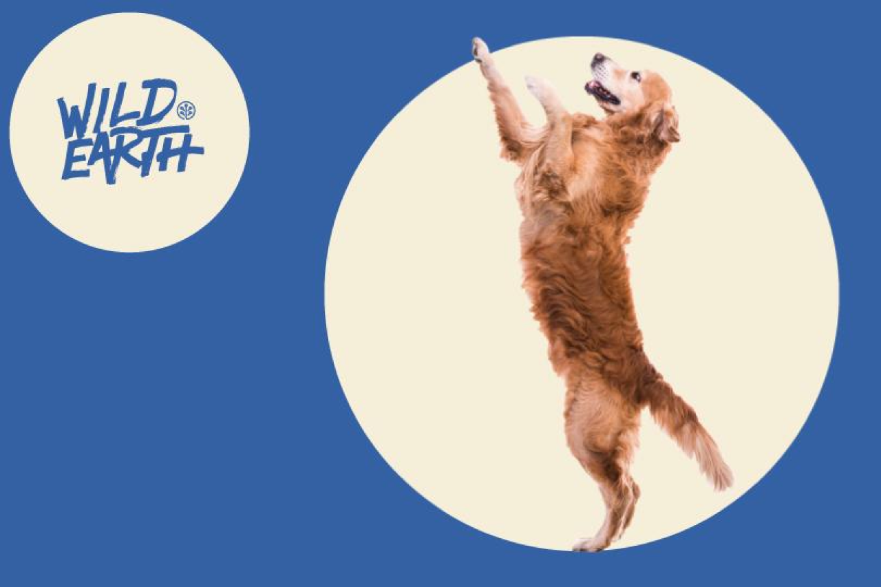 The Vet's Corner: Basic Pet Weight Loss Strategy