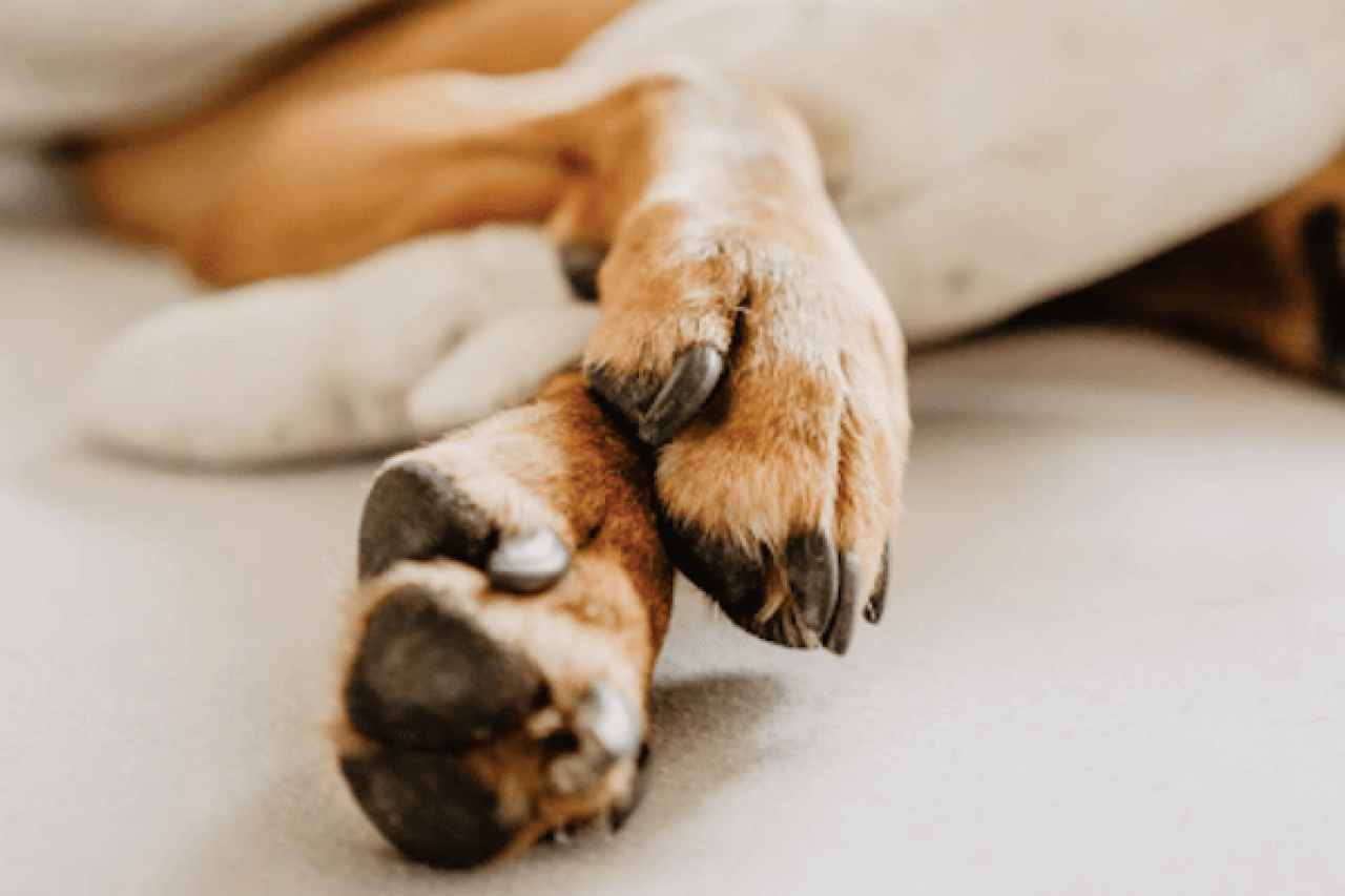 How to Trim Dog Nails With Confidence