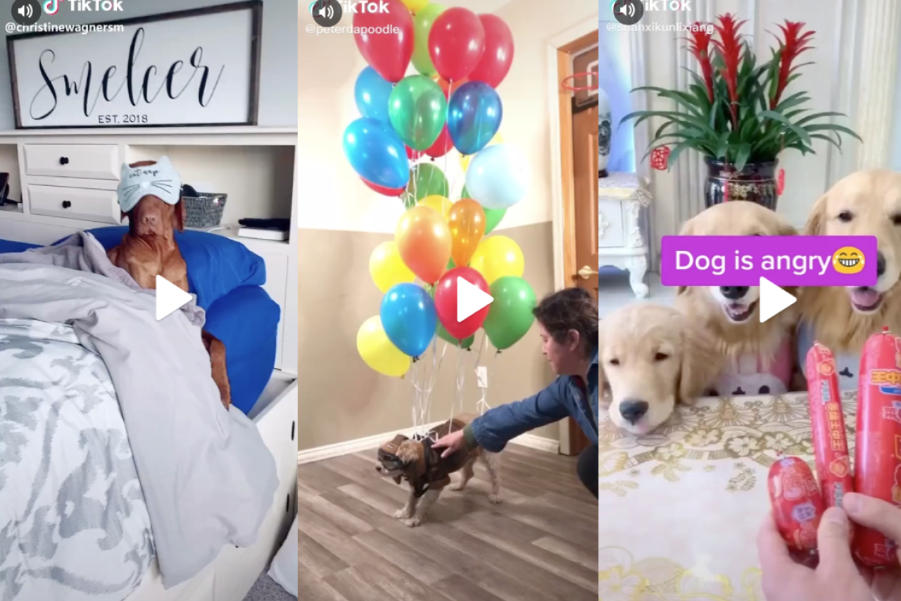 15 Super Cute Dog Videos from TikTok