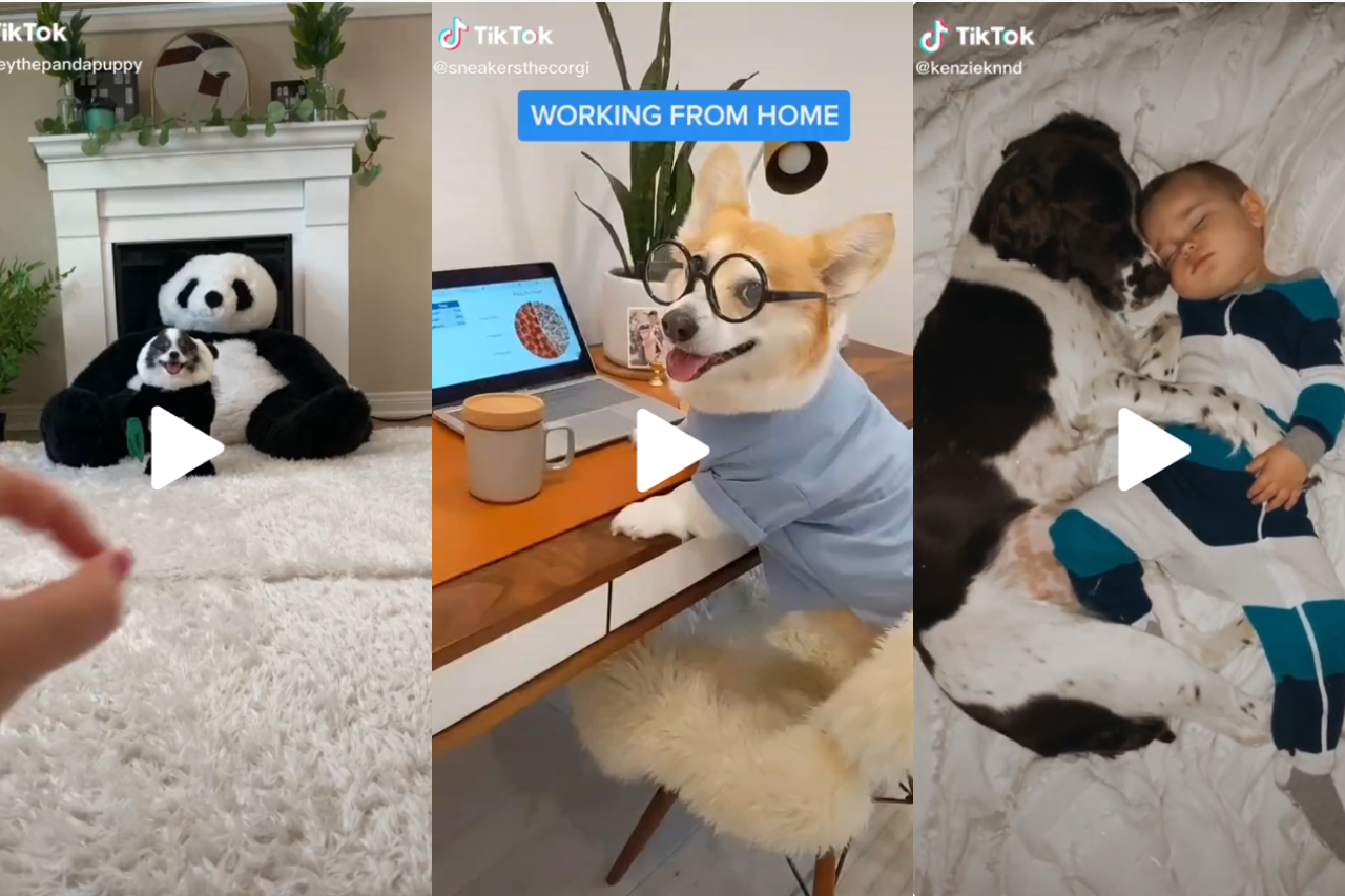 17 Very Adorable Dog Videos from TikTok