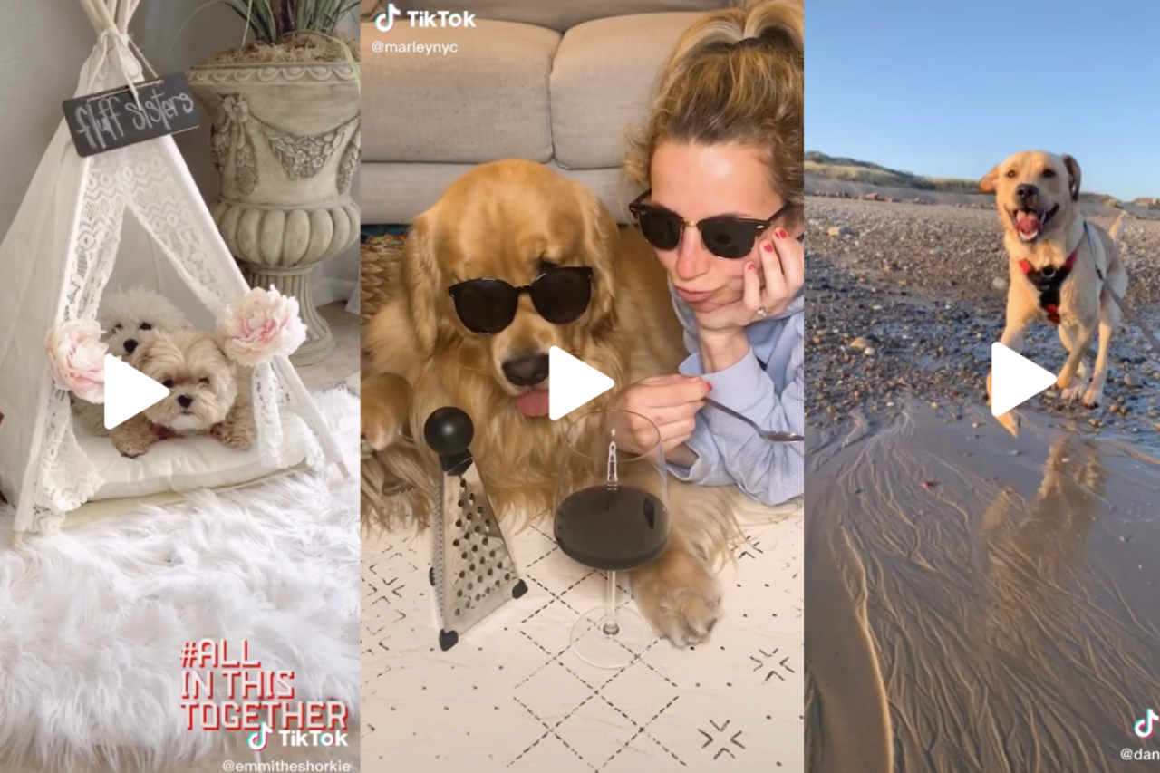 10 Amazing Dog Videos of The Week