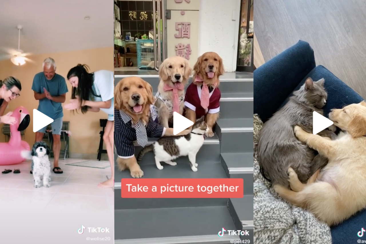 12 Cute Dog Videos of the Week