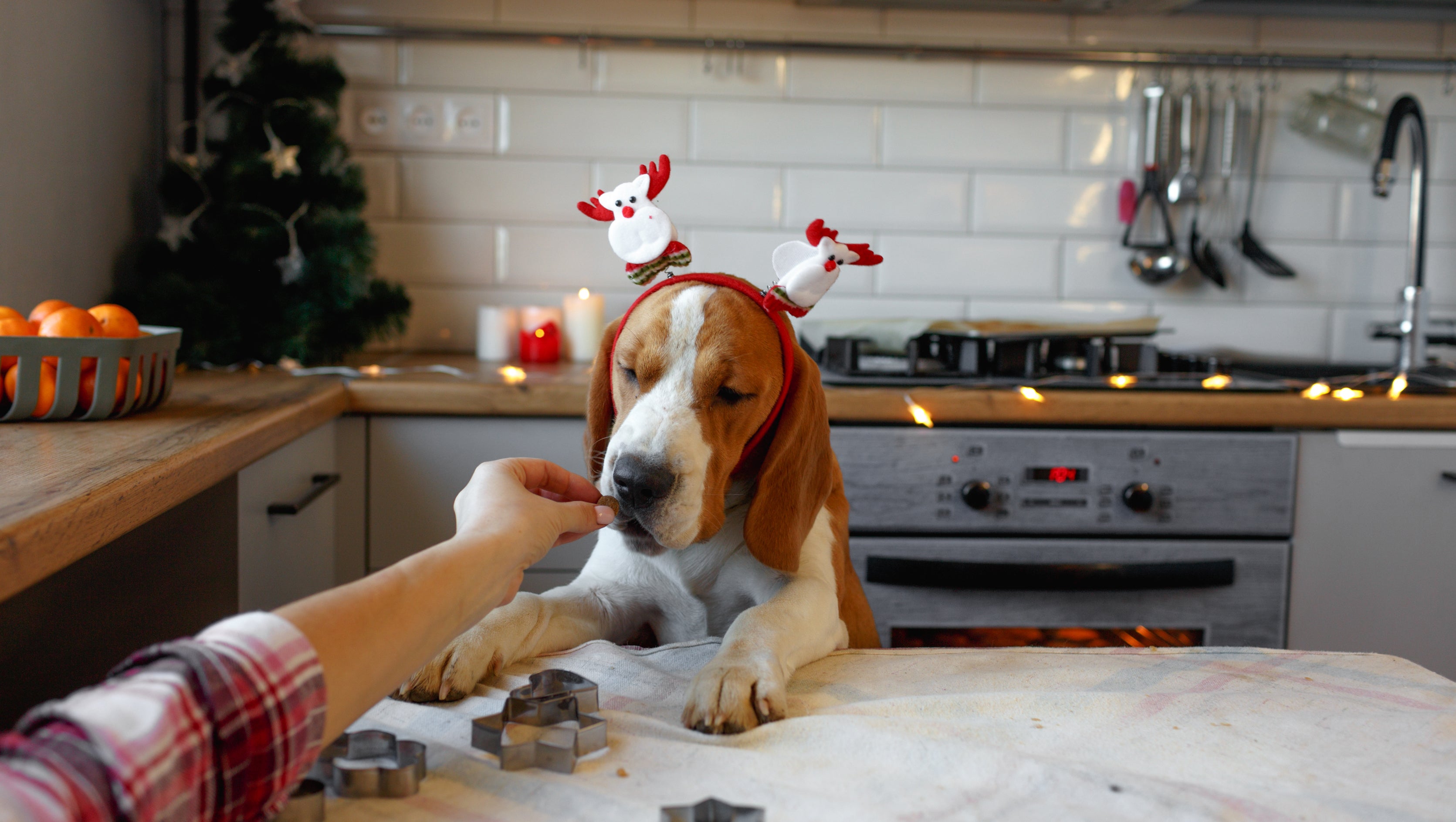 The Best Christmas Pet Food: Holiday Meals for Your Four-Legged Friends