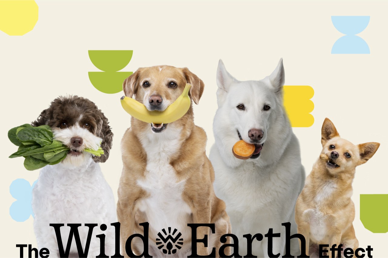 The Wild Earth Effect: Customer Survey Results