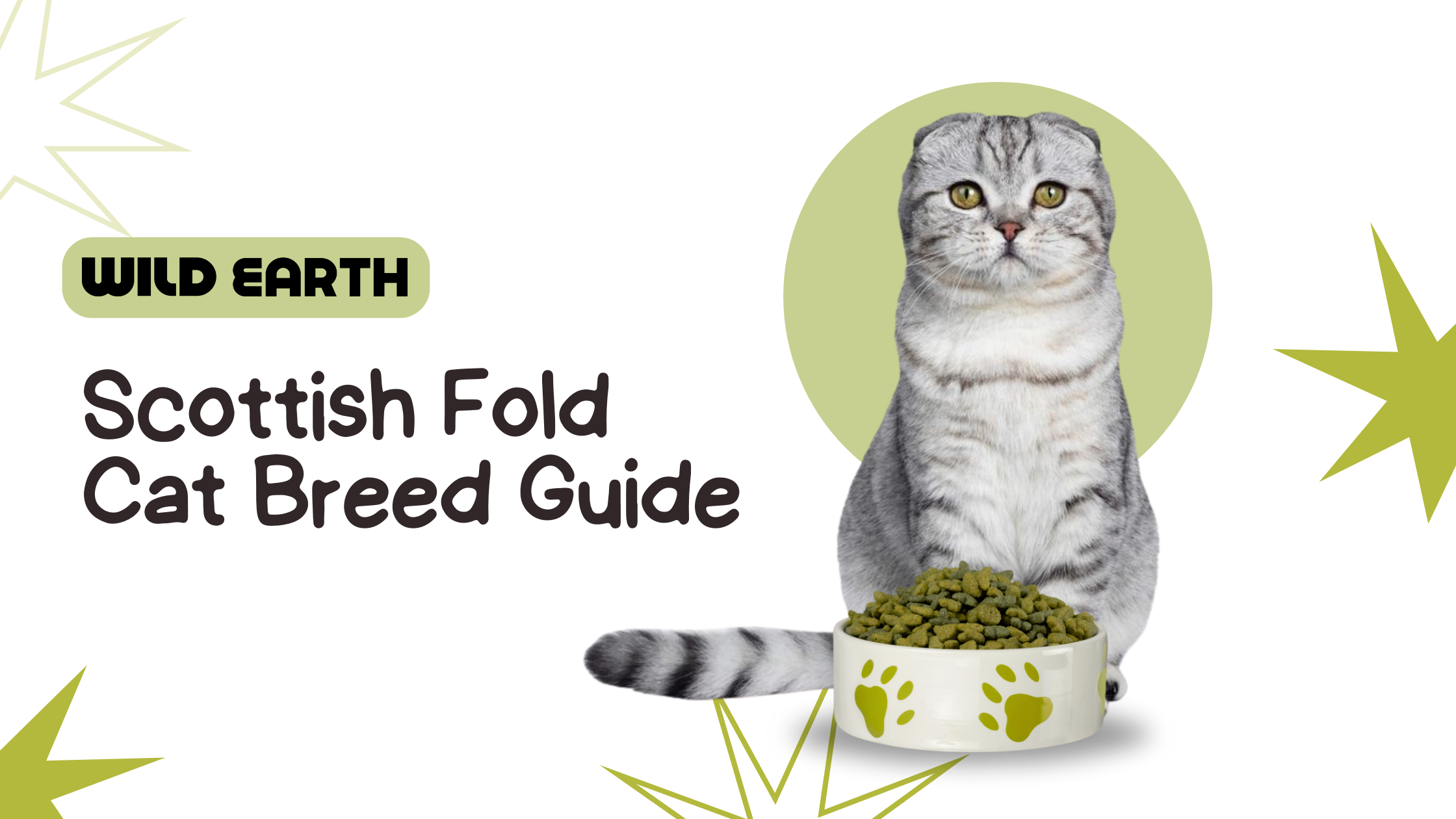 Scottish Fold cat sitting in front of a cat food bowl