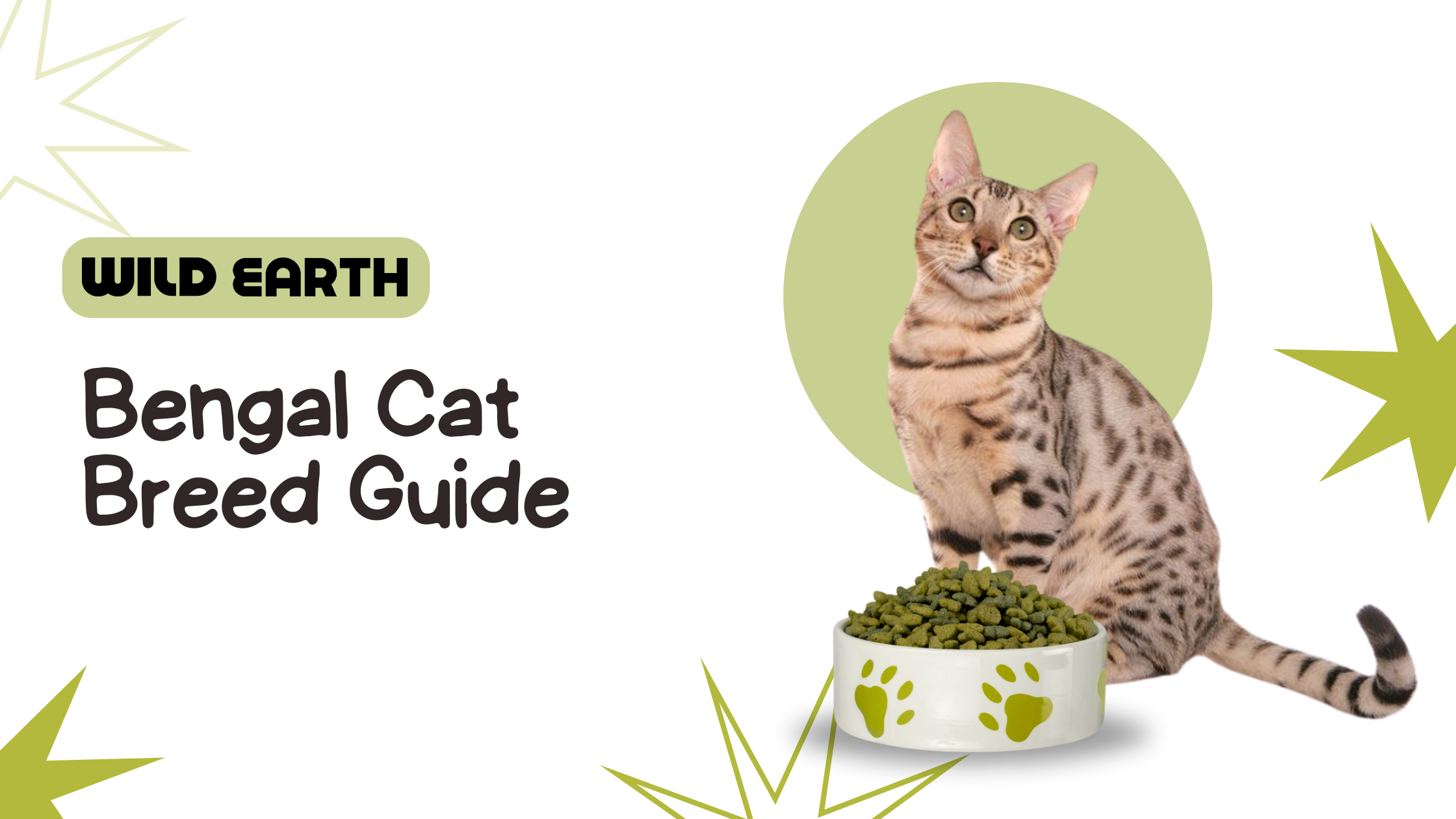 Bengal cat sitting in front of a cat food bowl