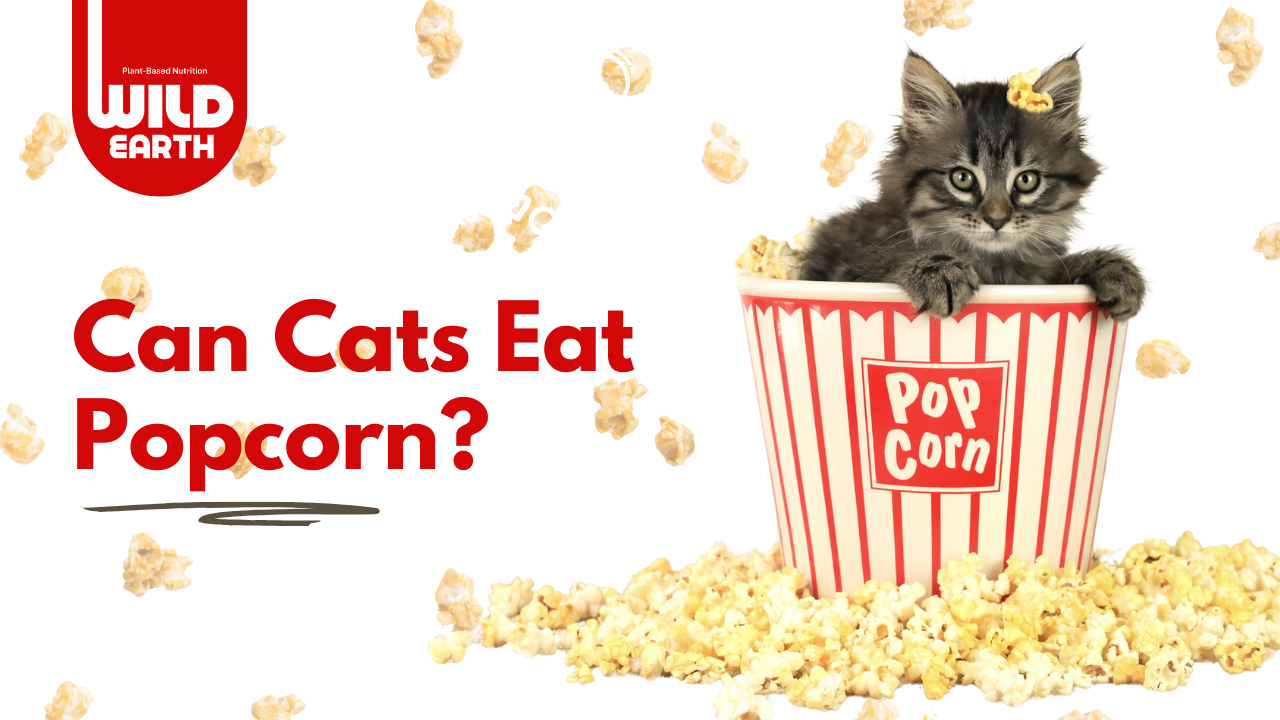 A fluffy kitten sits in a large red-and-white popcorn bucket, surrounded by scattered popcorn. The text next to the bucket reads "Can Cats Eat Popcorn?"
