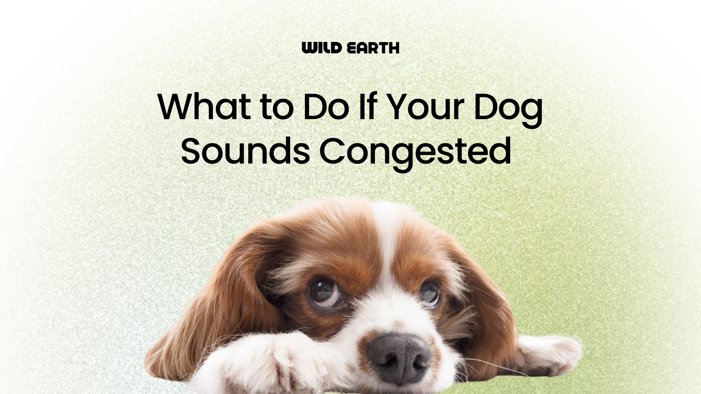 small dog with droopy eyes lies on its paws and the text above reads "What to Do If Your Dog Sounds Congested."