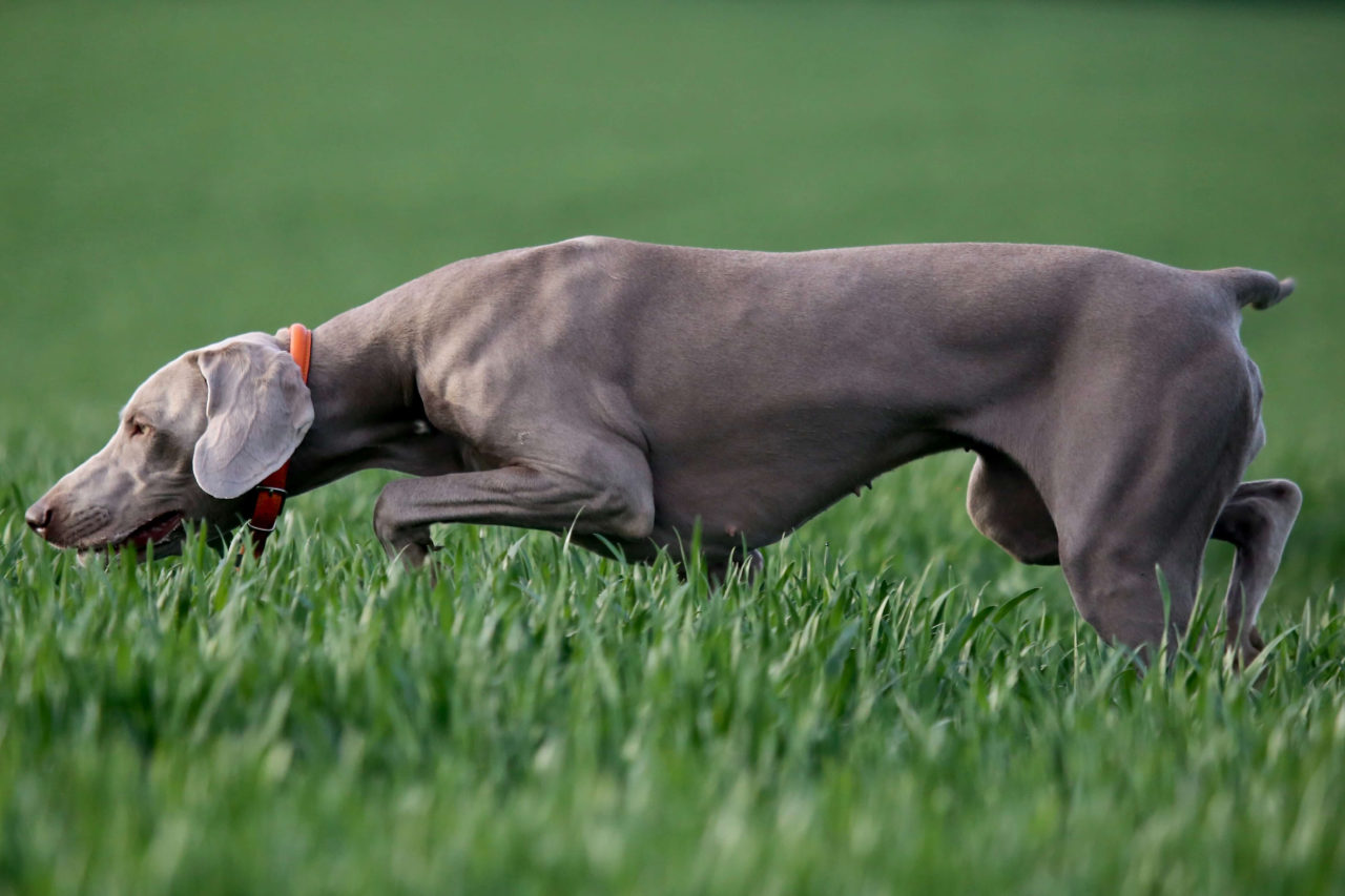 Why Do Dogs Eat Poop? Causes and Fixes to this Undesirable Habit