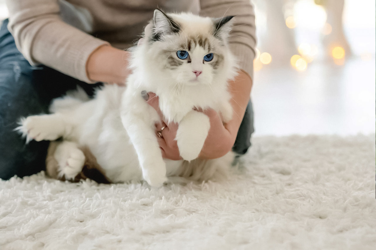 A person holding a gray and white ragdoll cat with blue eyes.