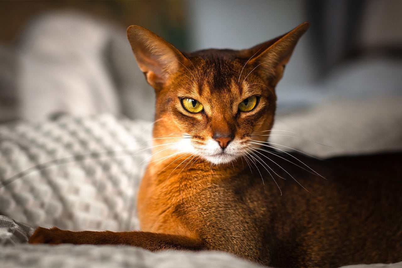 Abyssinian Cat sitting on a soft surface
