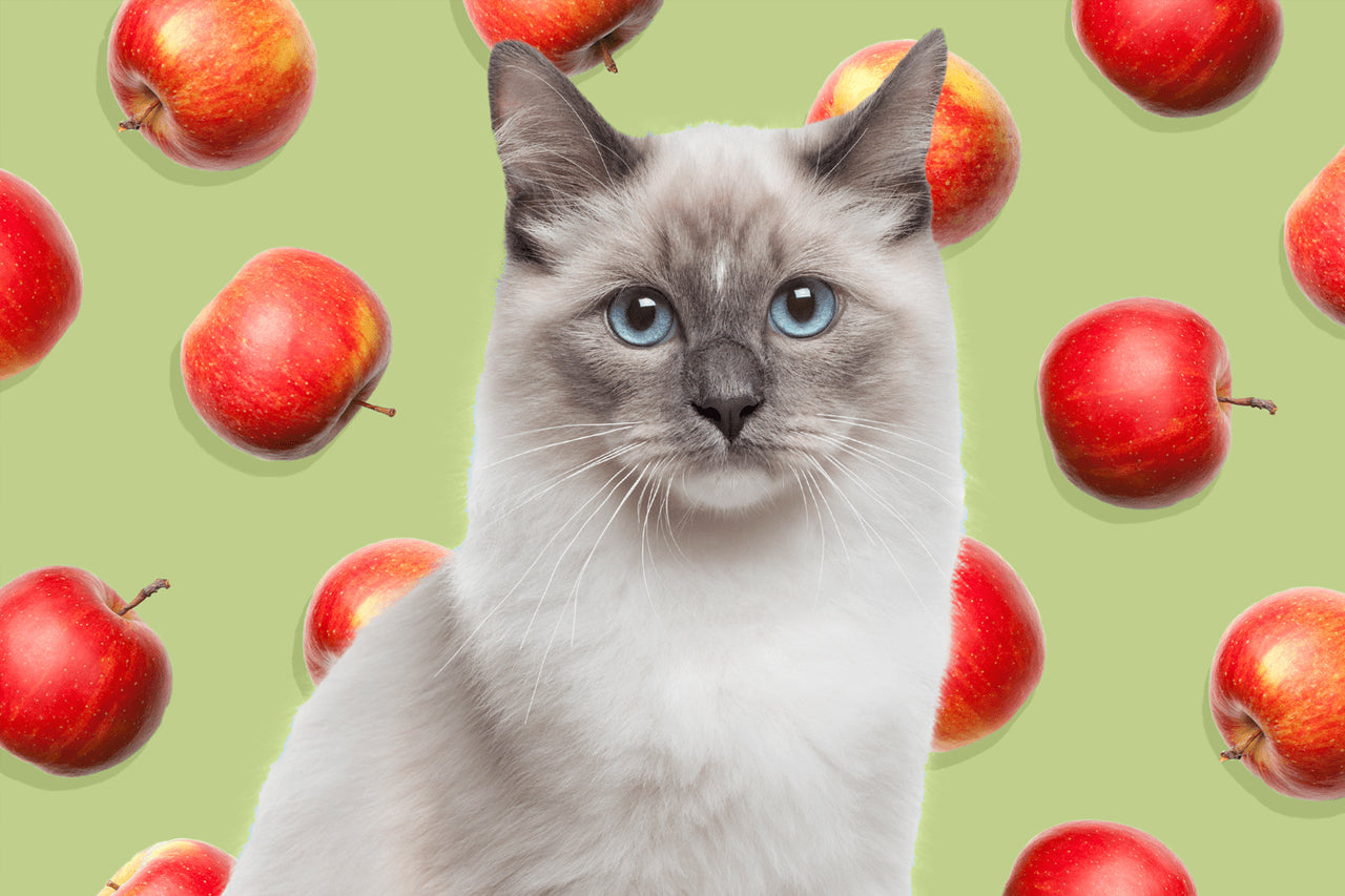 A cat with blue eyes with a green background with floating red apples
