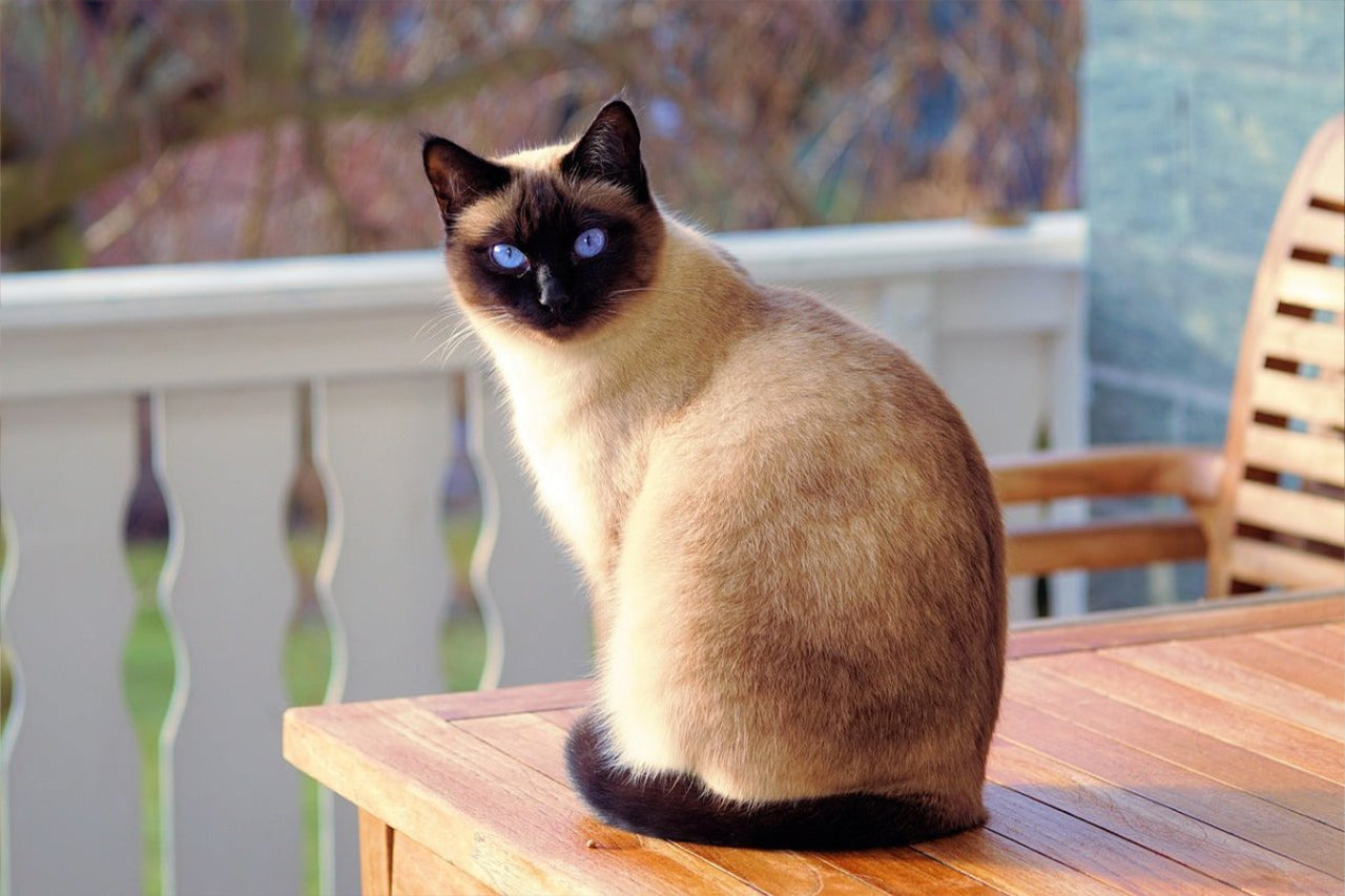Siamese cat sitting on a wooden table