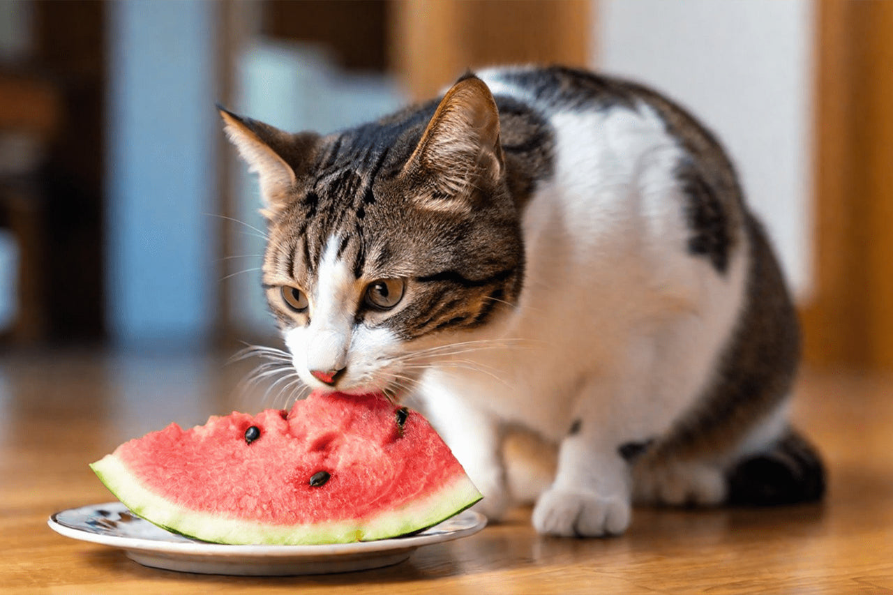 Cat eating a watermelon