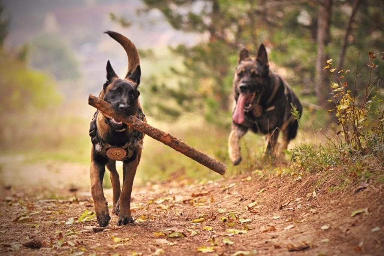 Why Do Dogs Wag Their Tails? The Science Behind Tail Wagging