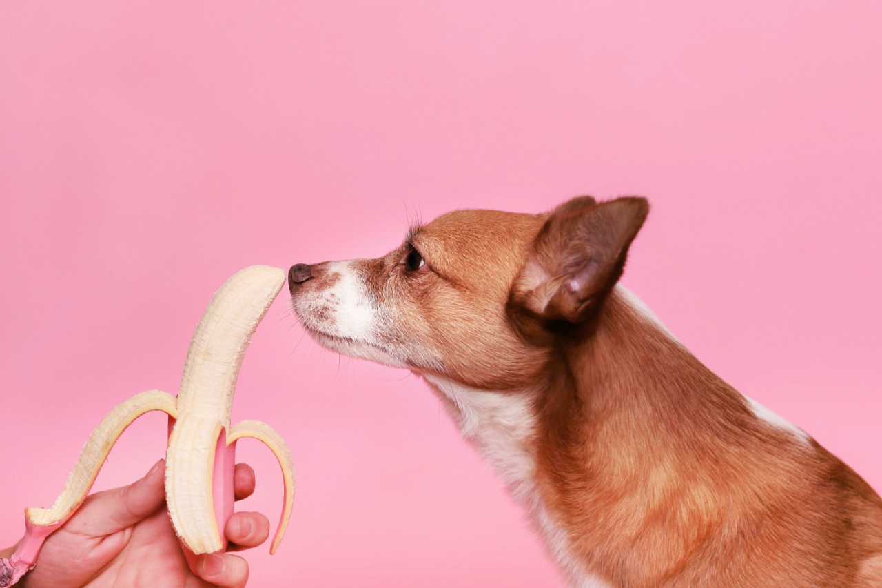 Chocolate Alternatives for Dogs