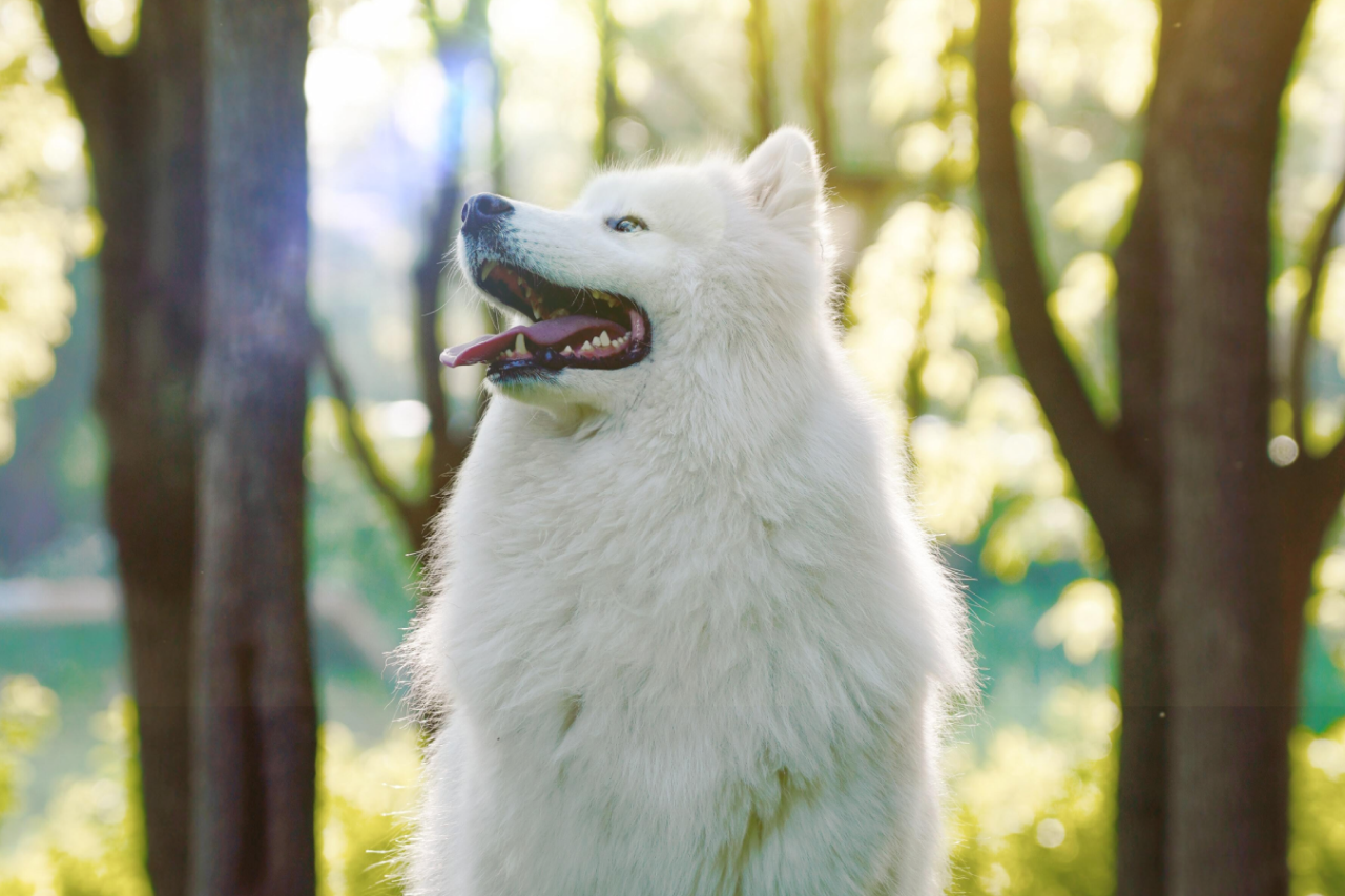 World Nature Conservation Day - The Connection Between Dog Food And Deforestation