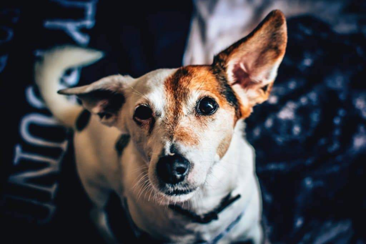 Why Does My Dog Stare at Me? Dog Behavior Explained