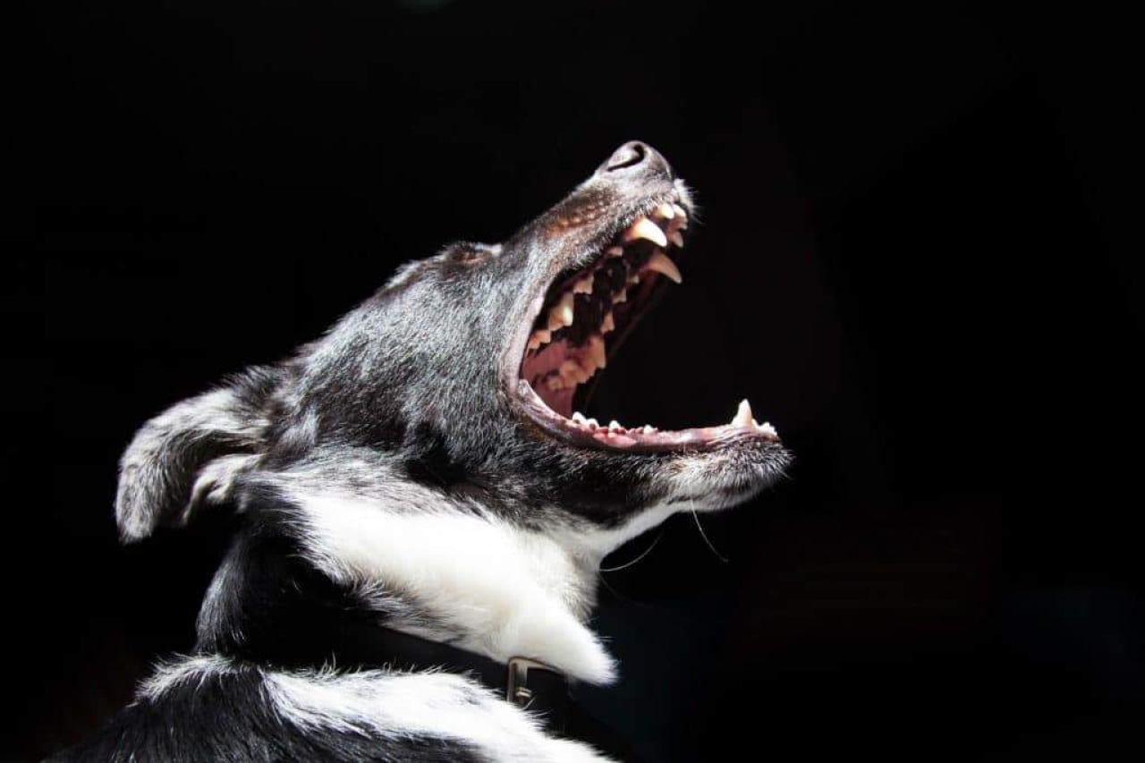 Reasons Your Dog Is Coughing & What to Do About It