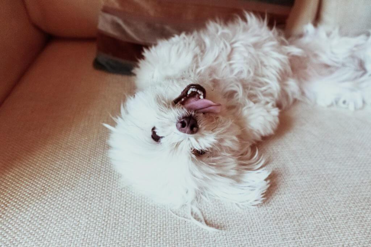 When Do Puppies Lose Their Teeth? Puppy Teething Explained
