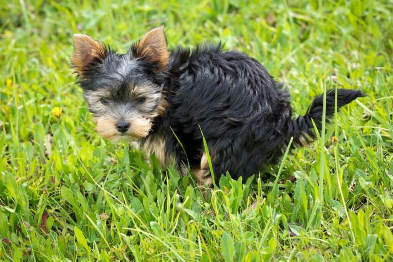 Dog eating store grass loose stool