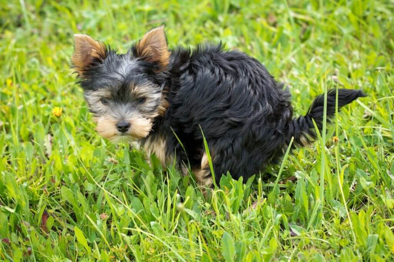 My Dog Has Diarrhea: What's Causing It?